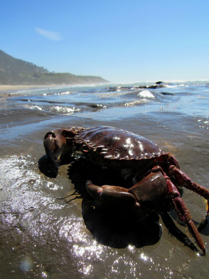 Red Rock Crab